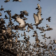 Tрке голубова на Тајвану