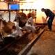 Органско млеко са Златибора – да буде добро и купцима и произвођачима