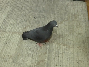 Како је у Лозници птић Срећко постао кућни љубимац породице Севић