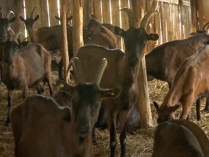 Како су Ивану и Милици козе и куповина куће на селу променили живот