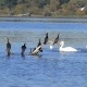 Еко перспективе: Свет у капи воде