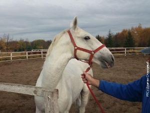 Професионалци: Тереза Керестеш