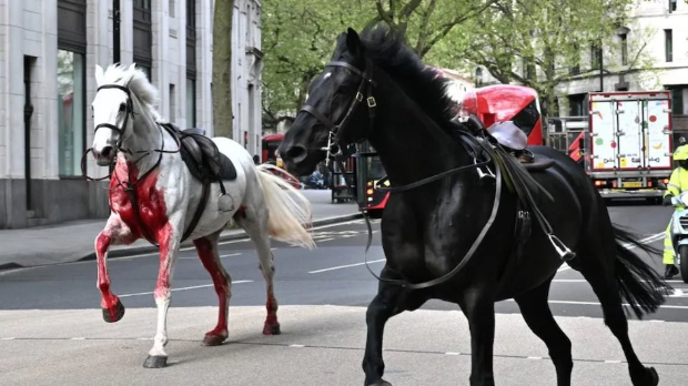 Крвави коњи краљевске гарде изазвали хаос у Лондону