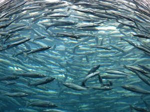 Плава риба уместо црвеног меса спасла би 750.000 људи годишње