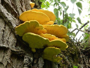 Квадратура круга-Храна Богова