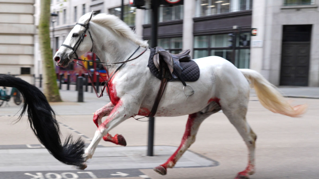 Оперисани коњи Краљевске коњичке гарде који су јурили улицама Лондона