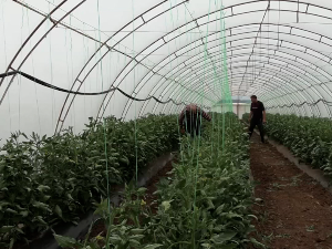 Највећа фабрика поврћа налази се у Самариновцу - поља поприка, парадајза, лубеница запрашују бумбари