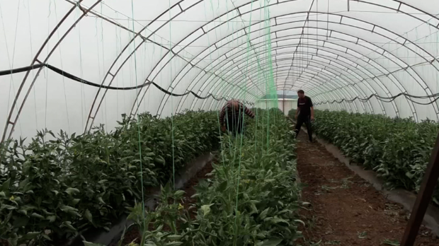 Najveća fabrika povrća nalazi se u Samarinovcu - polja paprika, paradajza, lubenica zaprašuju bumbari