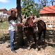 Излетничка оаза у Тоболцу код Трстеника чека љубитеље коња