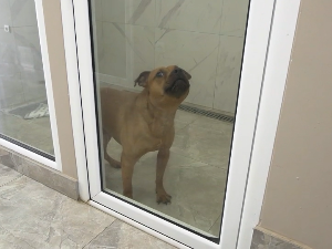 Хотел за псе у Панчеву збрињава љубимце док су власници на путу