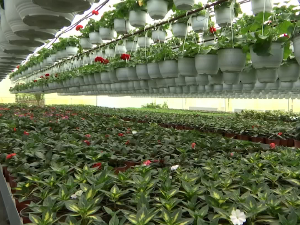 Село Чумић код Крагујевца: Шта овог пролећа мучи произвођаче цвећа