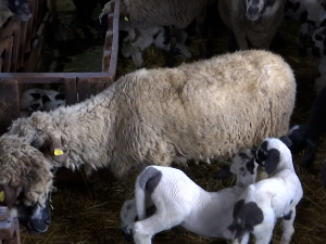 Колико кошта пиротско јагње