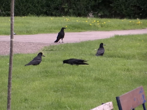 Пирот: Зашто су гачци добри, иако се грађани жале на њих