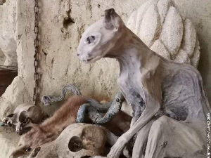 Еко минијатуре/ подземне тајне-Петроварадин 01