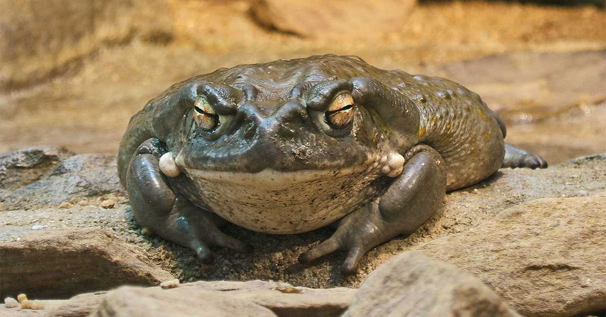 Ову жабу је ипак боље избегавати