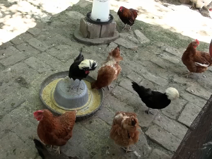 Чије коке носе плава јаја