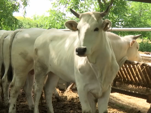 На газдинству Јанковић код Шапца узгајају заштићену италијанску расу говеда