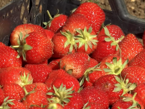 Ћуковaц код Врања: Приноси јагода добри, цене ниске