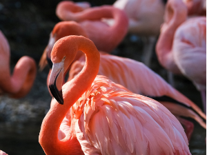 Судар авиона и фламингоса на небу – страдало готово 40 птица