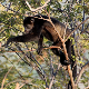 У Мексику због врућина,  угинули мајмуни падају с дрвећа