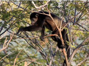 У Мексику због врућина,  угинули мајмуни падају с дрвећа