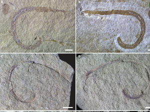 Откривен морски црв стар 425 милиона година
