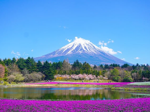 Како Јапанци "терају" туристе – планина Фуџи и улица гејши у Кјоту биће "скривени" од туриста