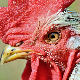 Лети перје на све стране, банда од 100 дивљих кокошака терорише село у Енглеској