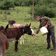  Аутохтоне расе животиња у околини Димитровграда