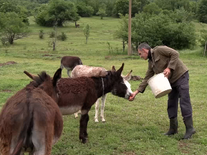  Аутохтоне расе животиња у околини Димитровграда