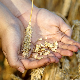 Светско тржиште у проблему, залихе пшенице биће најниже у последњих десет година – какво је стање у Србији