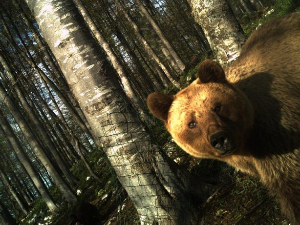 Културна баштина Србије: Тара Национални парк, 1. део