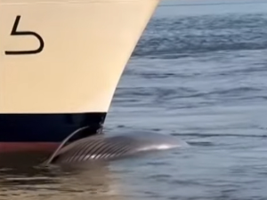 Крузер упловио у њујоршку луку са мртвим китом на прамцу