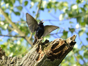 Гласне жице