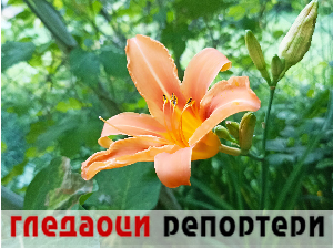 Гледаоци репортери 11. јун 2024.