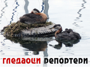 Гледаоци репортери 15. јун 2024.