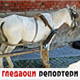 Гледаоци репортери 16. јун 2024.