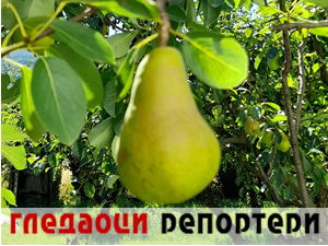 Гледаоци репортери 19. јун 2024.