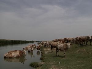 Како се расхлађују домаће животиње?
