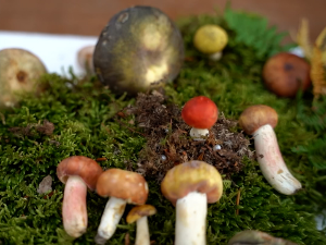 Како боље искористити шумске плодове