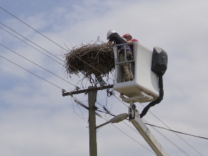 У Европском селу рода Тарашу  прстеновано још 50 младунаца беле роде 