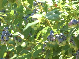 Цела породица у берби боровница