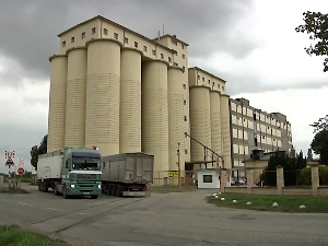 Пшеница пожњевена, још се не зна откупна цена