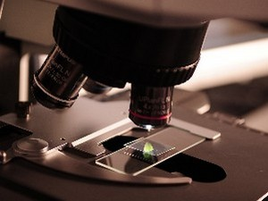 Еволуција и припитомљавање паса