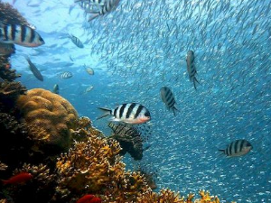 Еко минијатуре: Еко календар