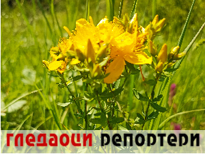 Гледаоци репортери 5. јун 2024.