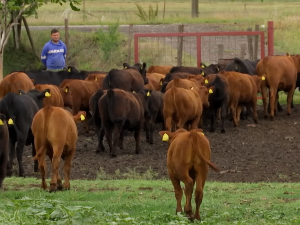 Посета фармера из Чешке зрењанинским пољопривредницима 