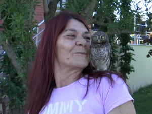 Млада сова се одомаћила у породици Бацић у Горњој Трепчи