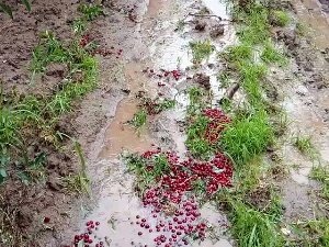 Невеме у Бачкој нанело велику штету пољопривредним културама