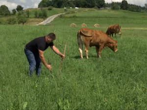 Француске јунице на пашњацима подно Јавора